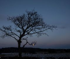 Moon in the tree01