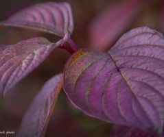 Purple Leaves 2021